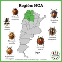 NOA