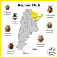 NEA
