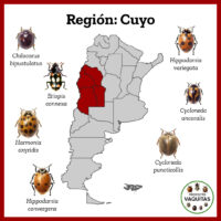 Cuyo
