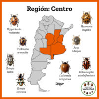 Centro